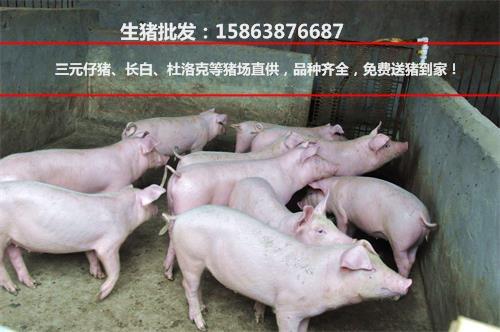 山东最新生猪价格更新，探寻猪价动态，启程内心平静的旅程